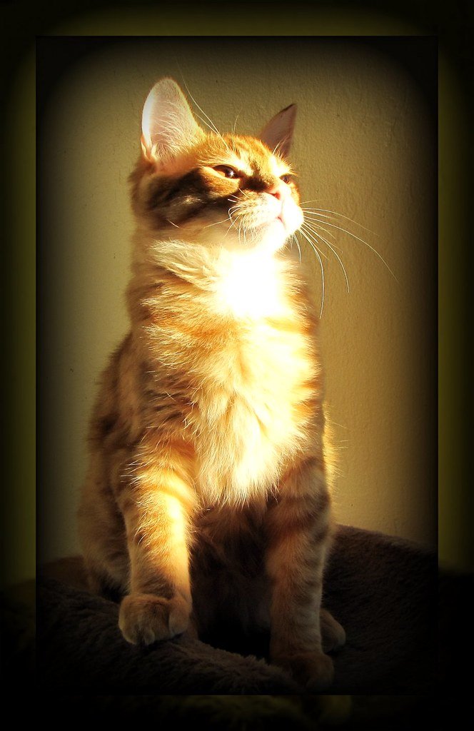 Exposure to Natural Light Cycles (image credits: flickr)