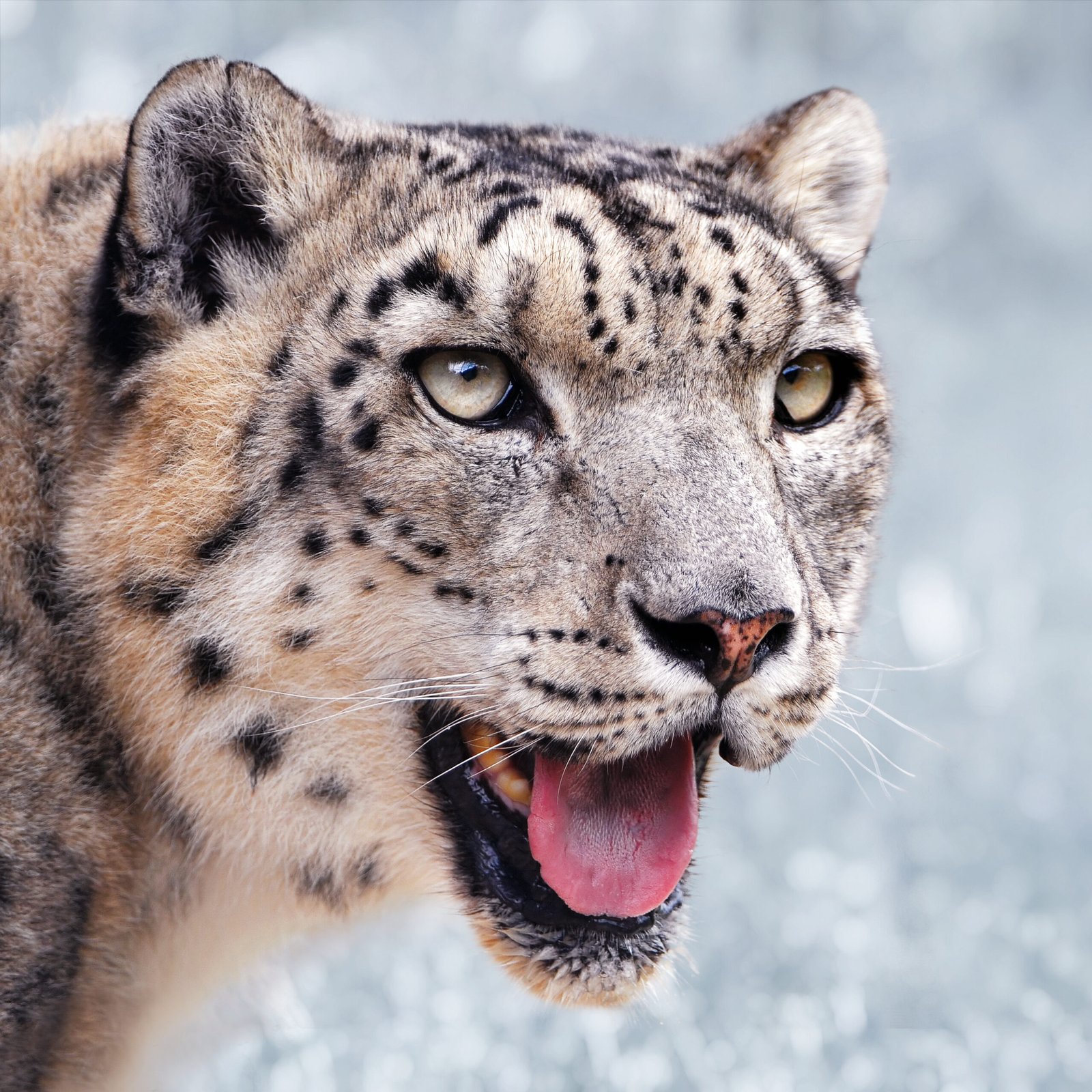 Silent Roar of the Mountains (image credits: wikimedia)