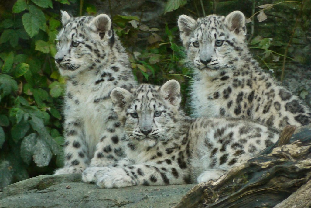 The Mother's Fierce Protection (image credits: flickr)