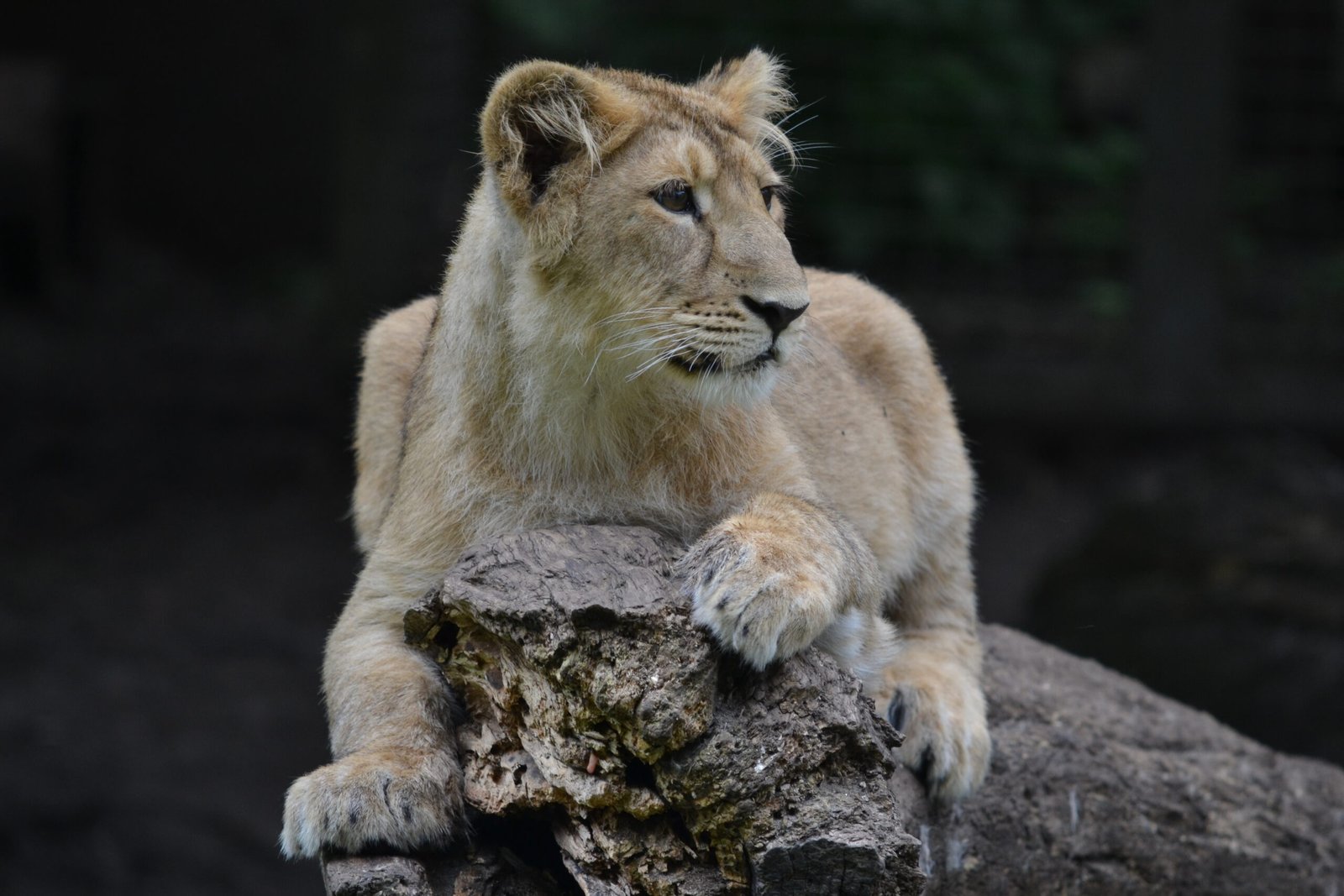 Camouflage Perfection (image credits: wikimedia)