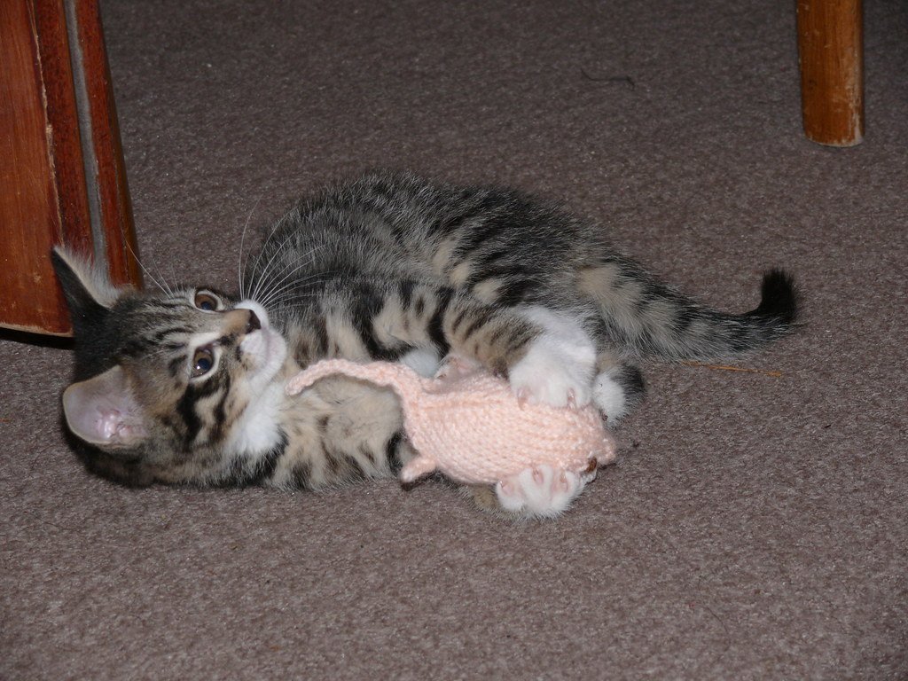 Switch from Laser Pointers to Tangible Prey Toys (image credits: flickr)