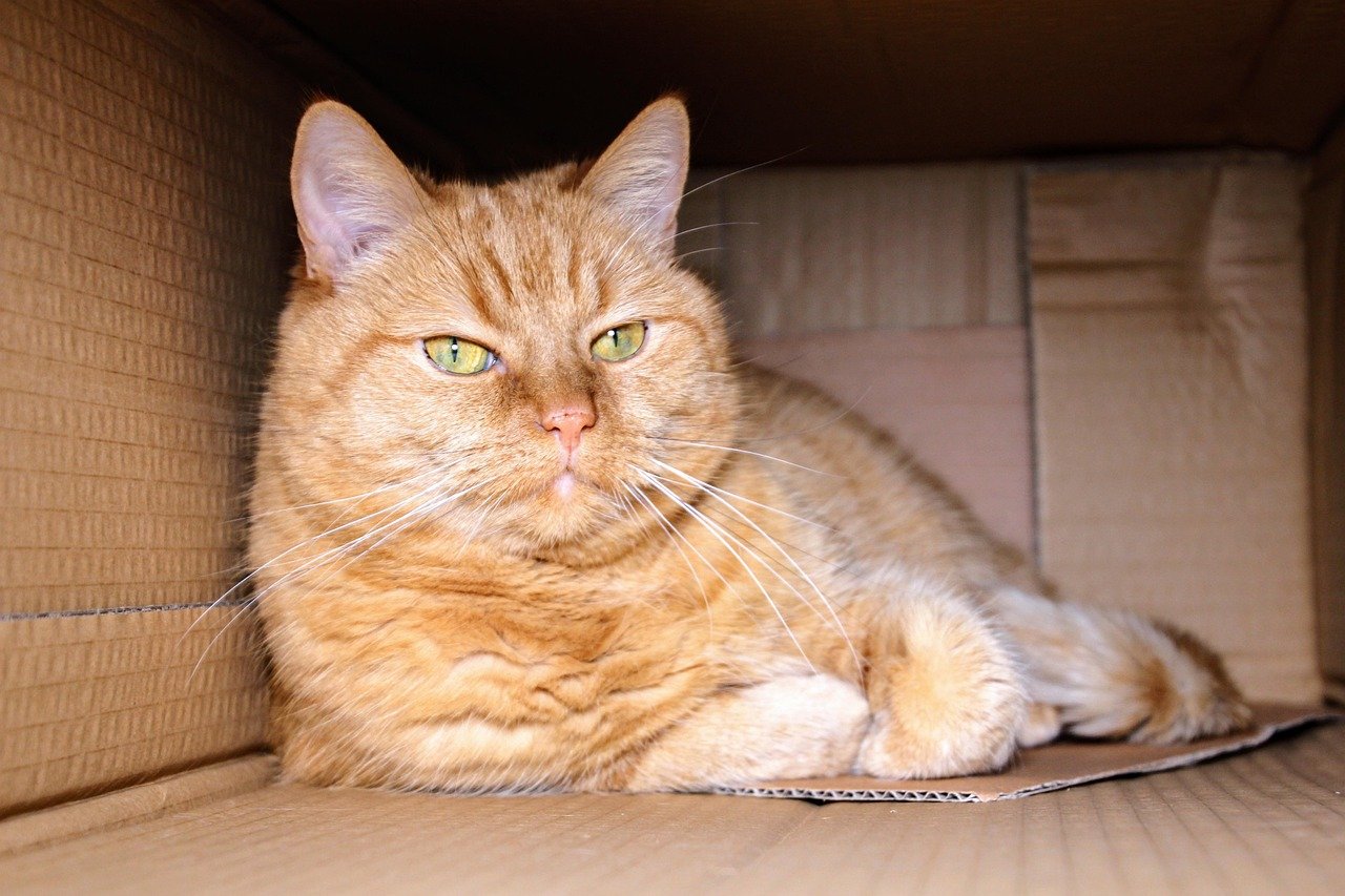 Transform Empty Cardboard Boxes into Adventure Fortresses (image credits: pixabay)