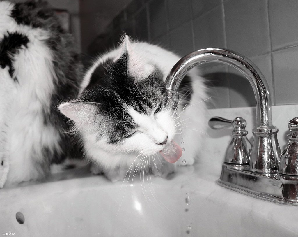 Replace Bland Water Bowls with Flowing Fountains (image credits: flickr)