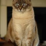 10 Easy Enrichment Swaps You Can Make Today