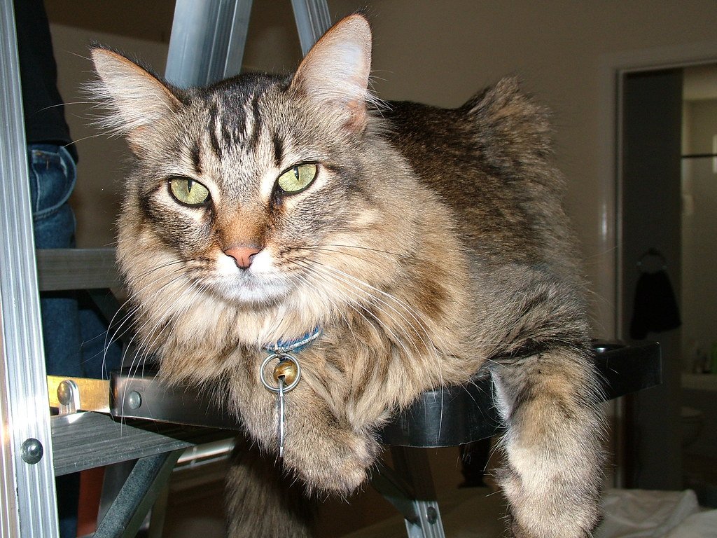 The Magic of Elevated Perches (image credits: flickr)