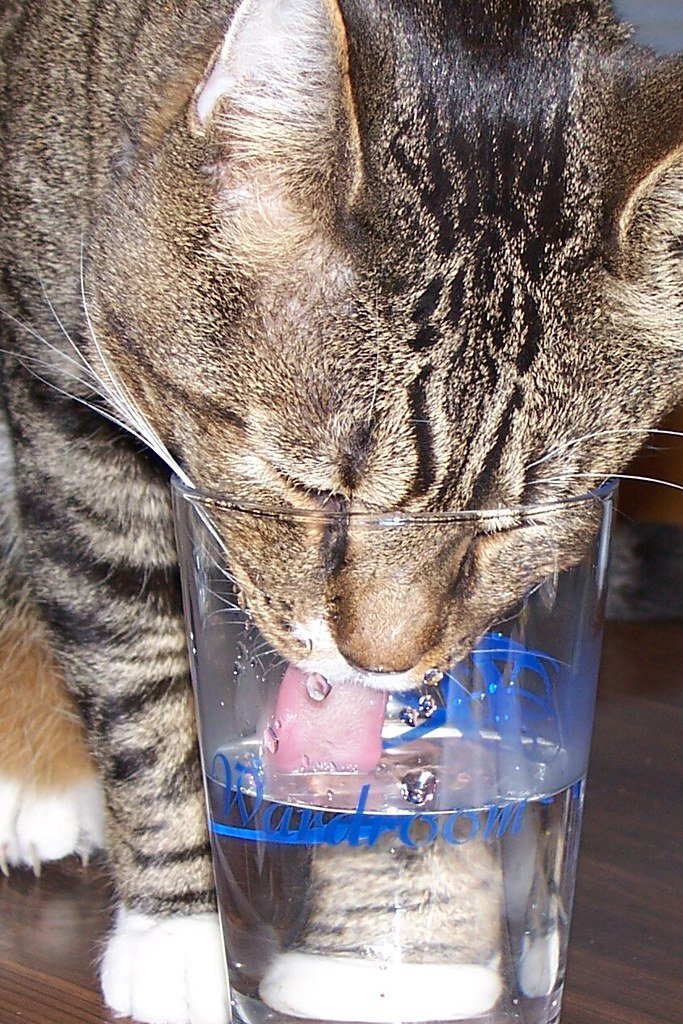 The Importance of Fresh Water Sources (image credits: flickr)