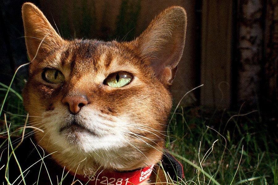 The Ancient Mystery Behind Those Golden Eyes (image credits: flickr)