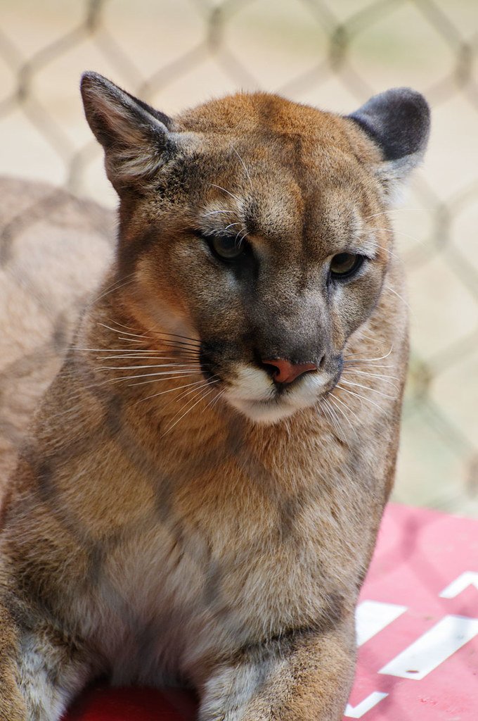 The Athlete of the Cat World (image credits: flickr)