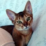The Abyssinian — One of the Oldest (and Most Active) Cat Breeds