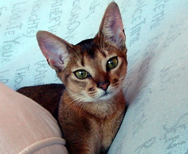 The Abyssinian — One of the Oldest (and Most Active) Cat Breeds