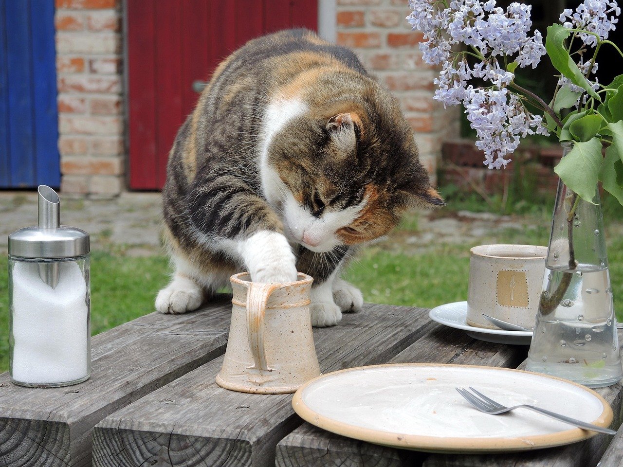 Barbourofelis fricki: The Nimravid That Wasn't Even a Cat (image credits: pixabay)