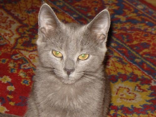Silent Stalkers with Copper Fire Eyes (image credits: flickr)