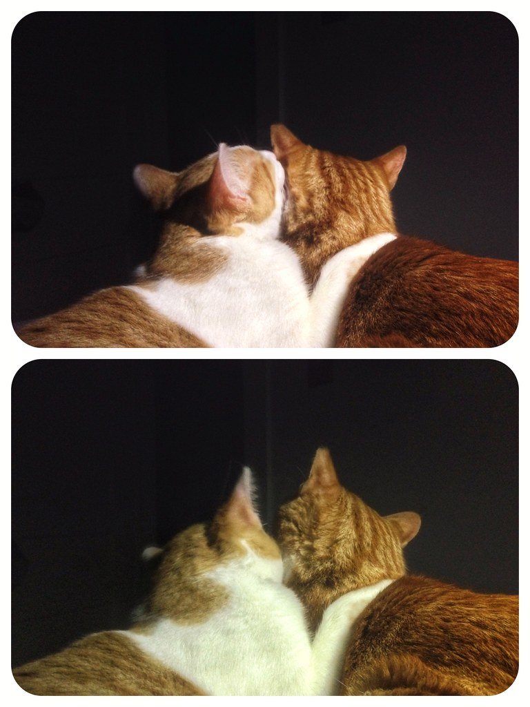 The Perfect Apartment Companion (image credits: flickr)