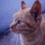 Meet the Chartreux — The Silent Hunter of France