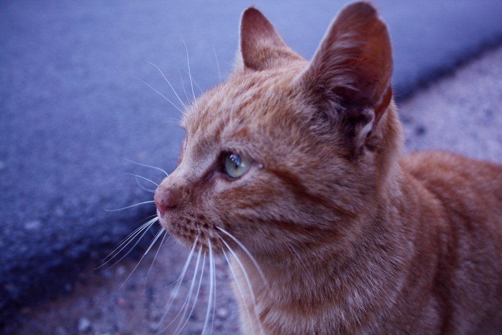 Meet the Chartreux — The Silent Hunter of France
