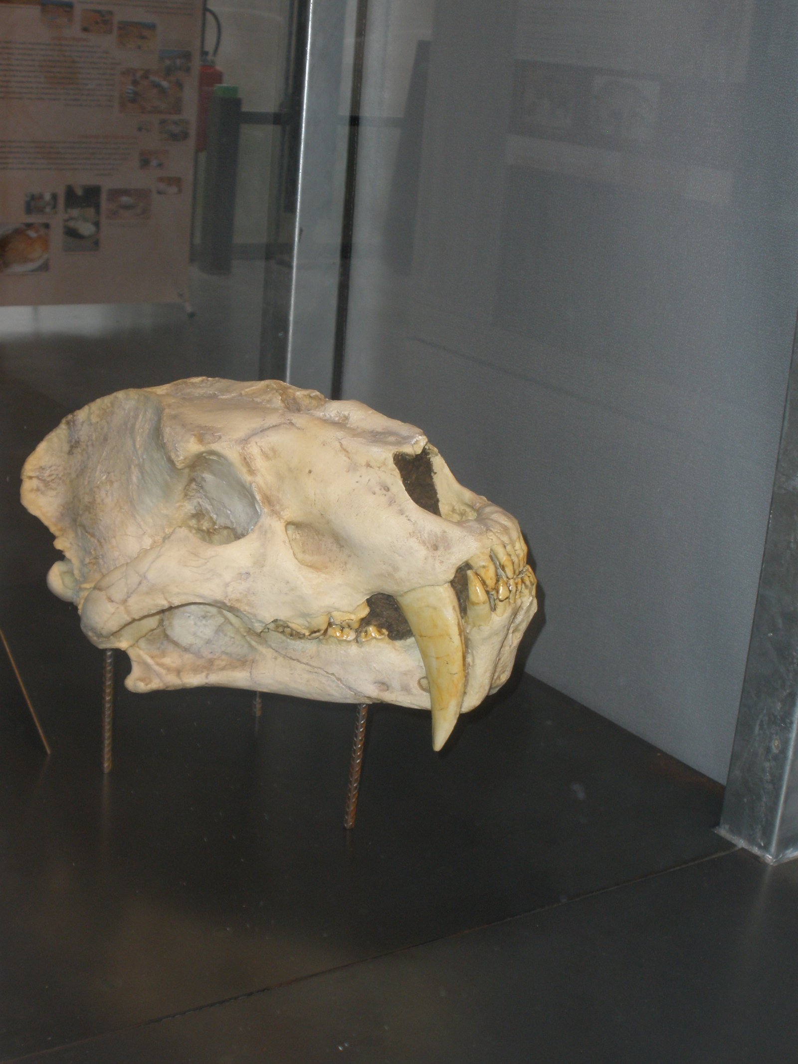 Machairodus: The Original Saber-Tooth Showstopper (image credits: wikimedia)