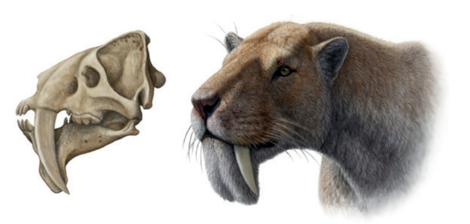 Barbourofelis: The Cat That Wasn’t Quite a Cat (image credits: wikimedia)