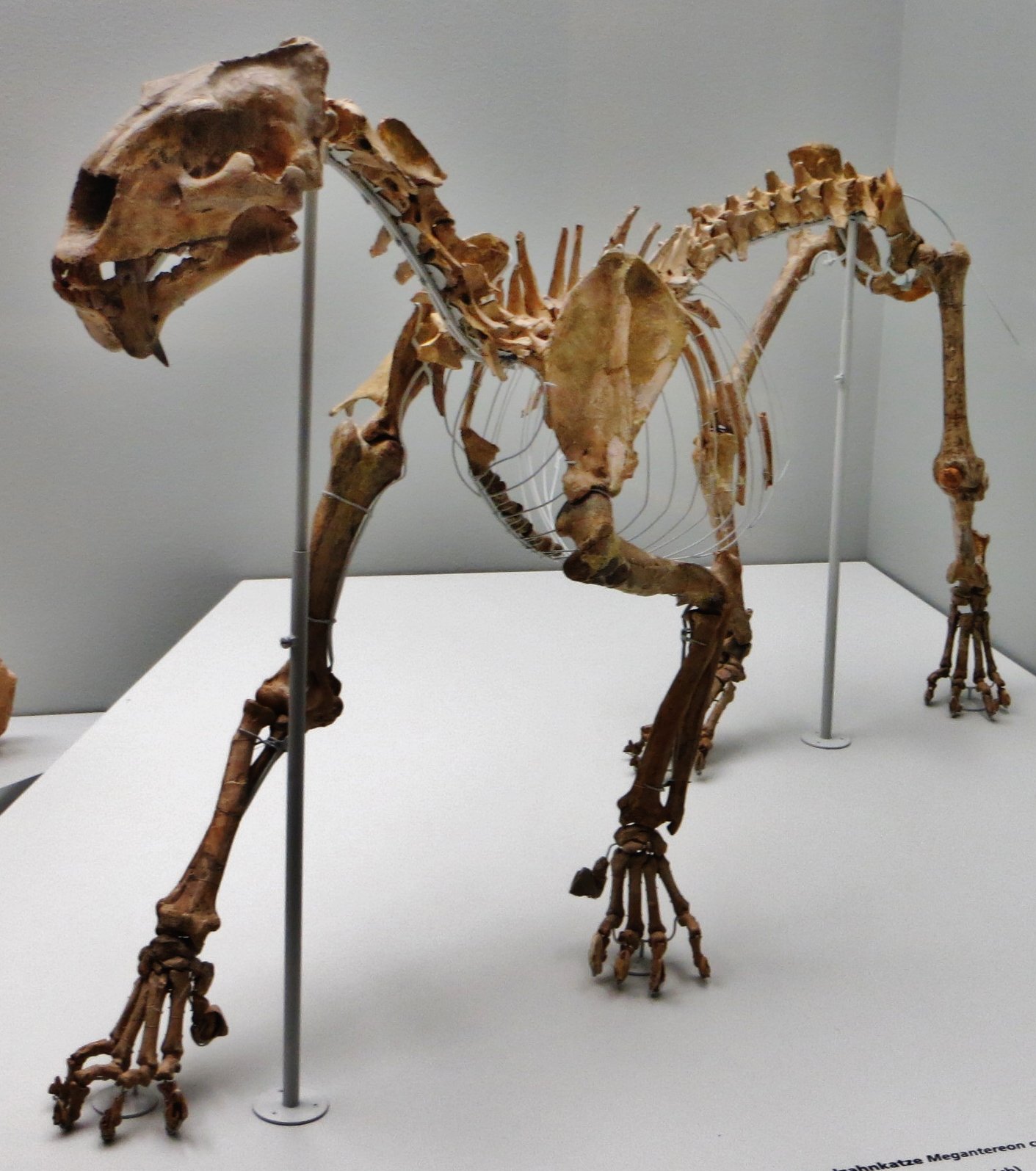 Megantereon: The Mini-Smilodon (image credits: wikimedia)
