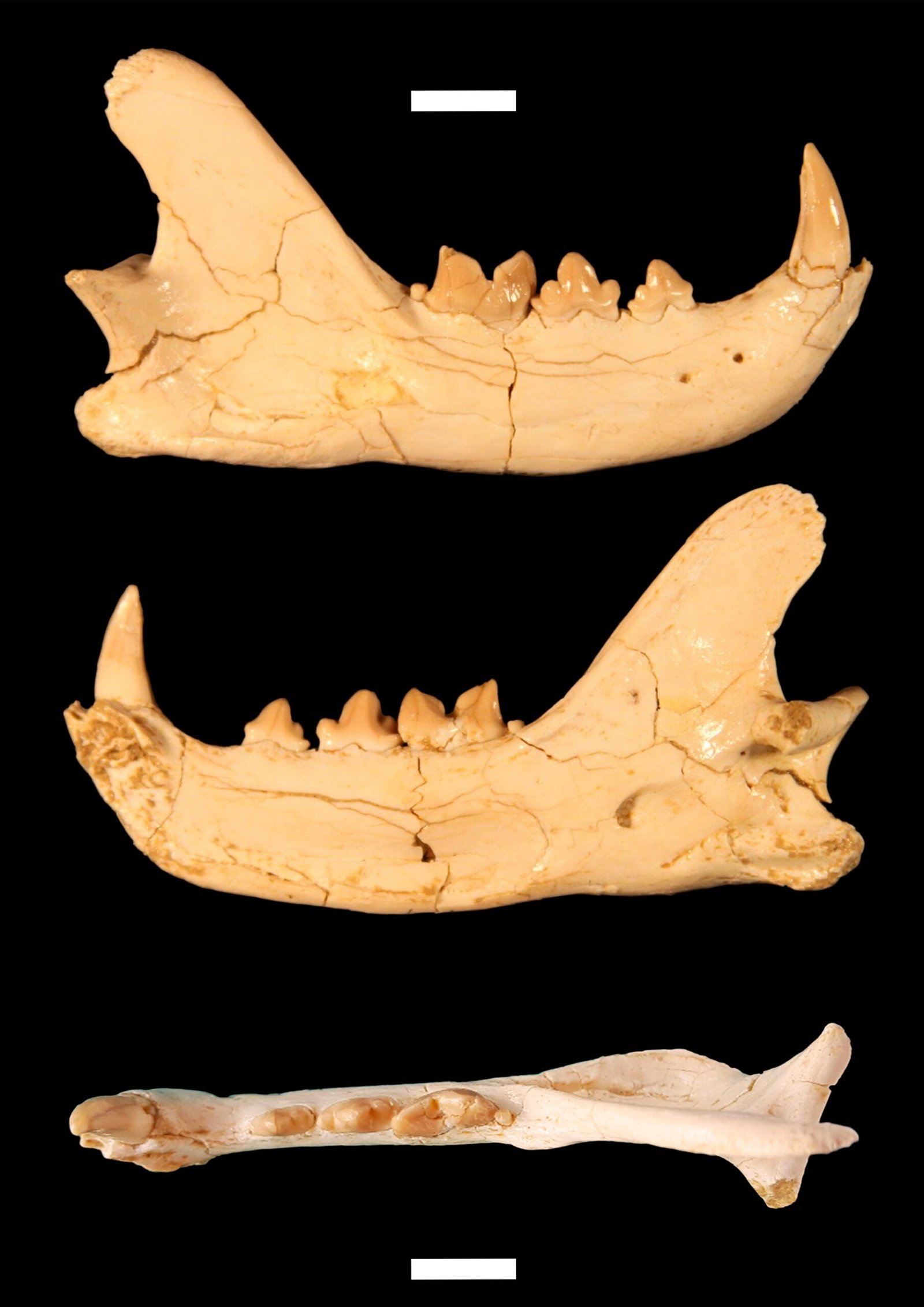 Pontolis: The Semi-Aquatic Cat? (image credits: wikimedia)