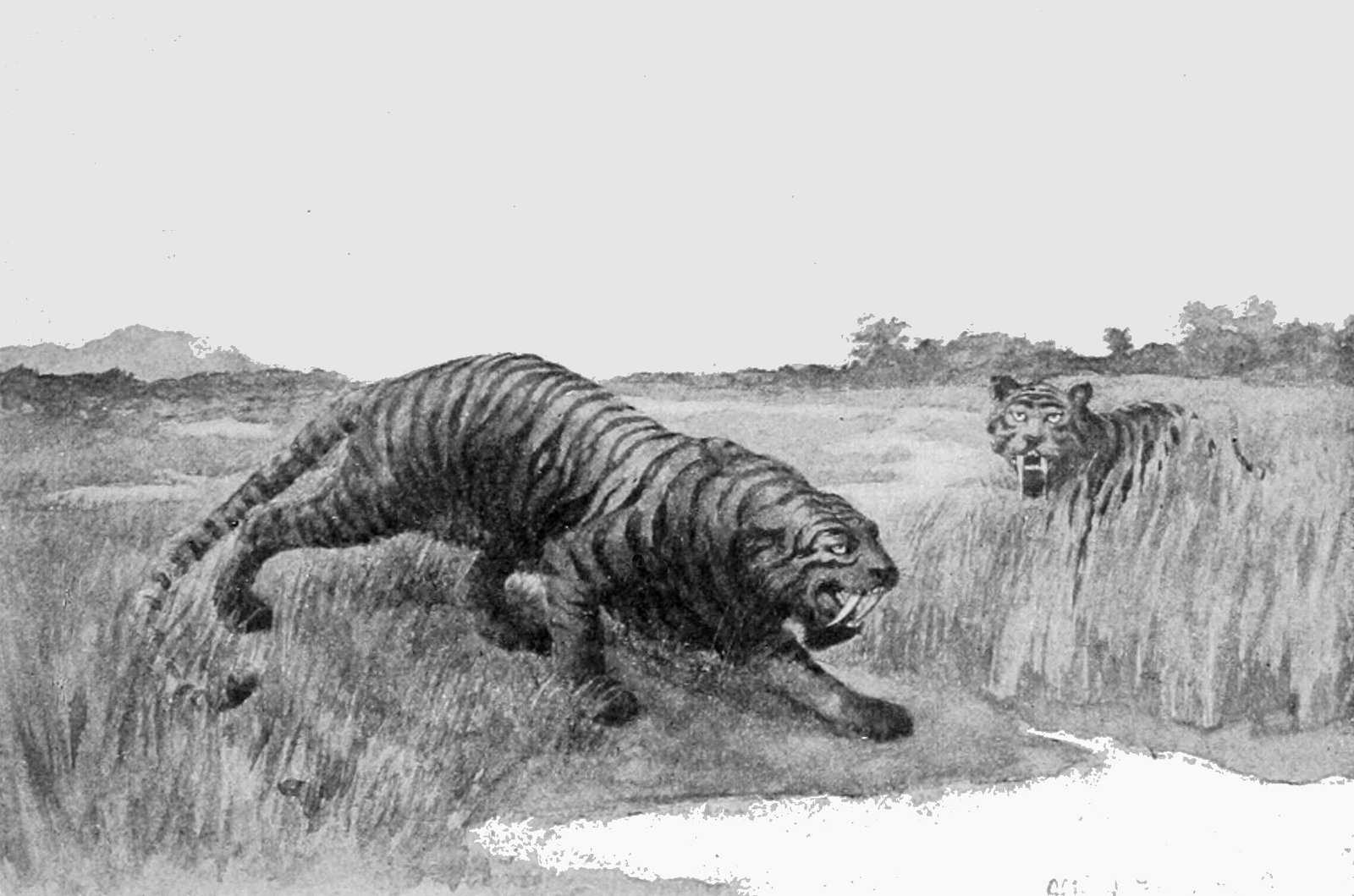 Nimravus: The Original False Saber-Tooth (image credits: wikimedia)
