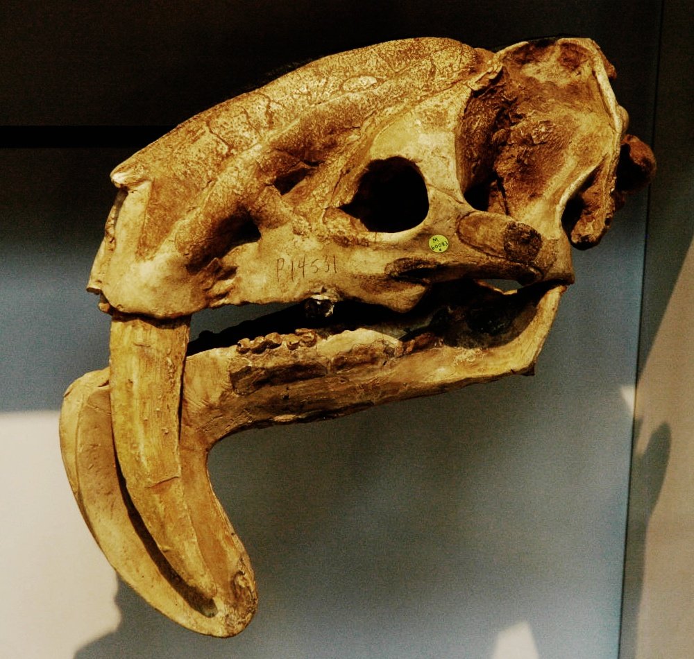 Thylacosmilus: The Saber-Toothed Oddball (image credits: wikimedia)