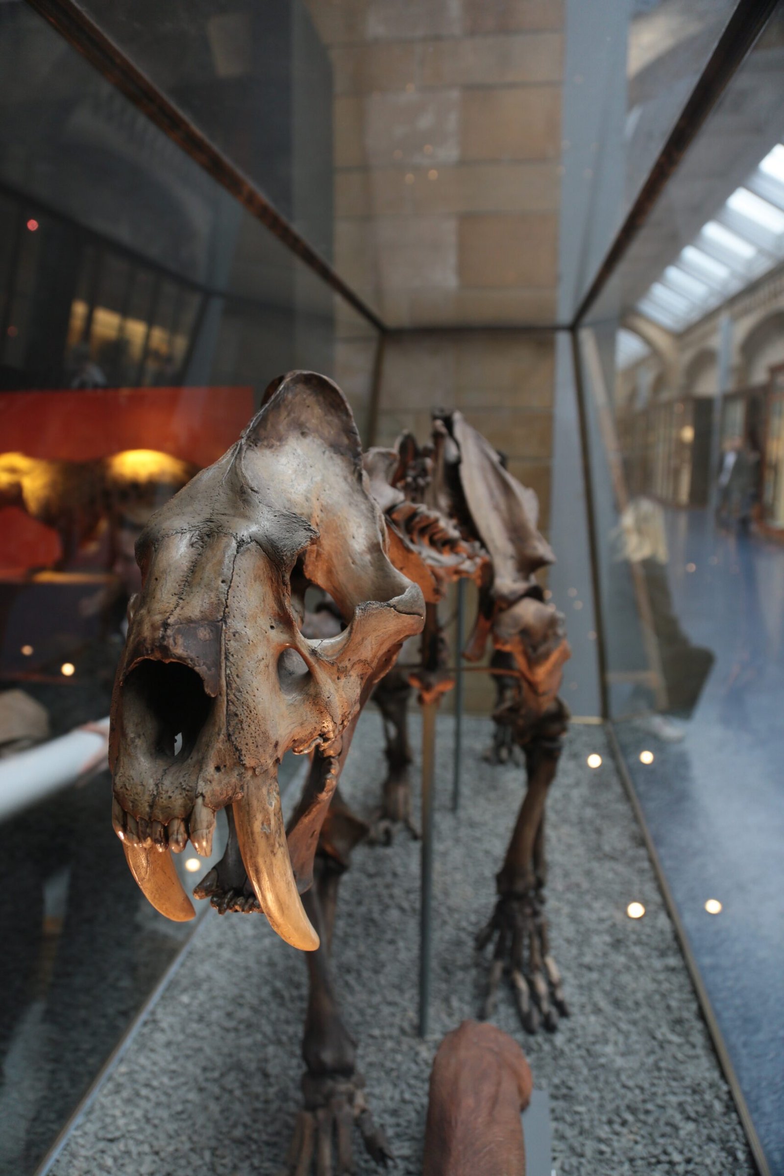 Machairodus giganteus: The Giant Saber-Tooth (image credits: wikimedia)