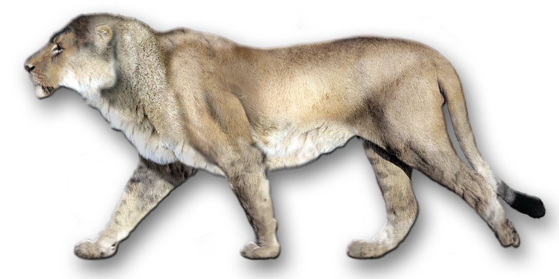 Dinofelis barlowi: The Cave Cat of Africa (image credits: wikimedia)