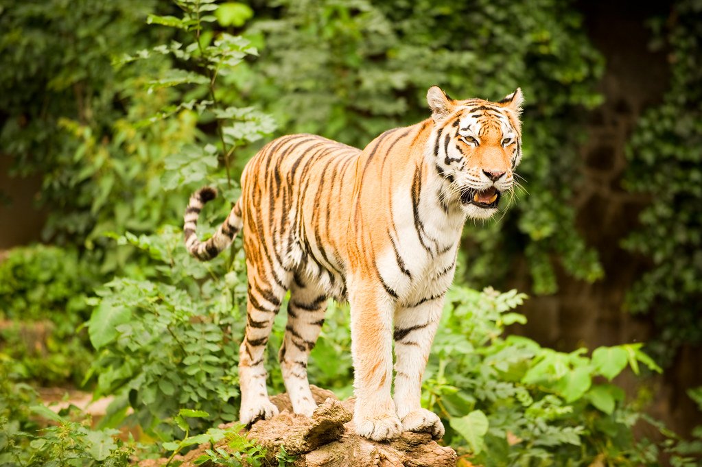 The Playful Predators (image credits: flickr)