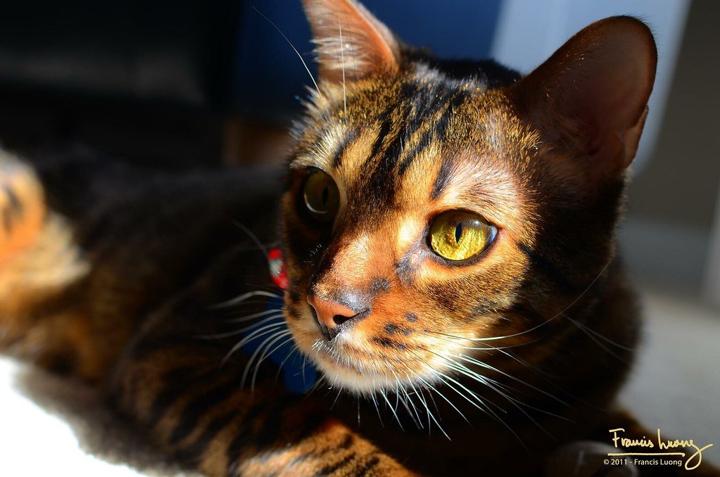 The Modern Wild Cats