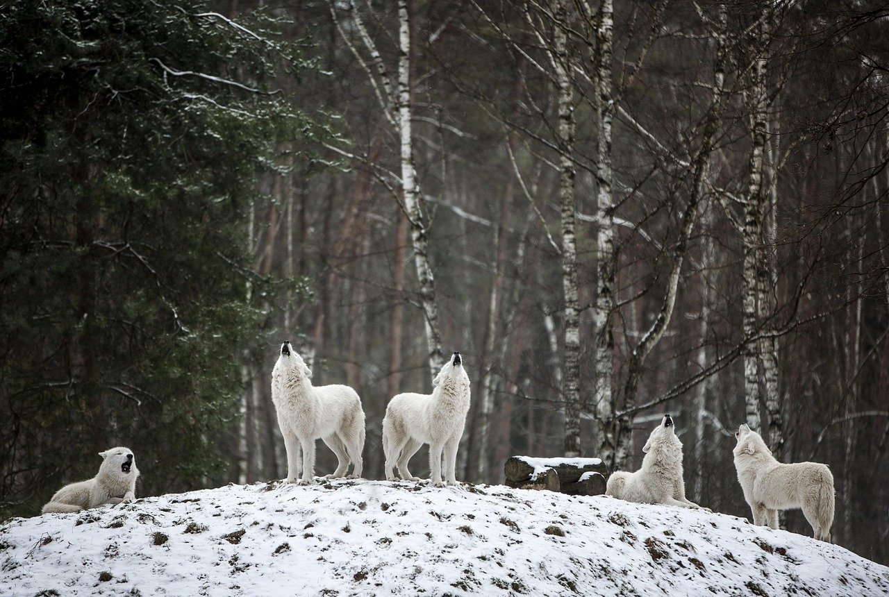 They Faced Fierce Competition (image credits: pixabay)