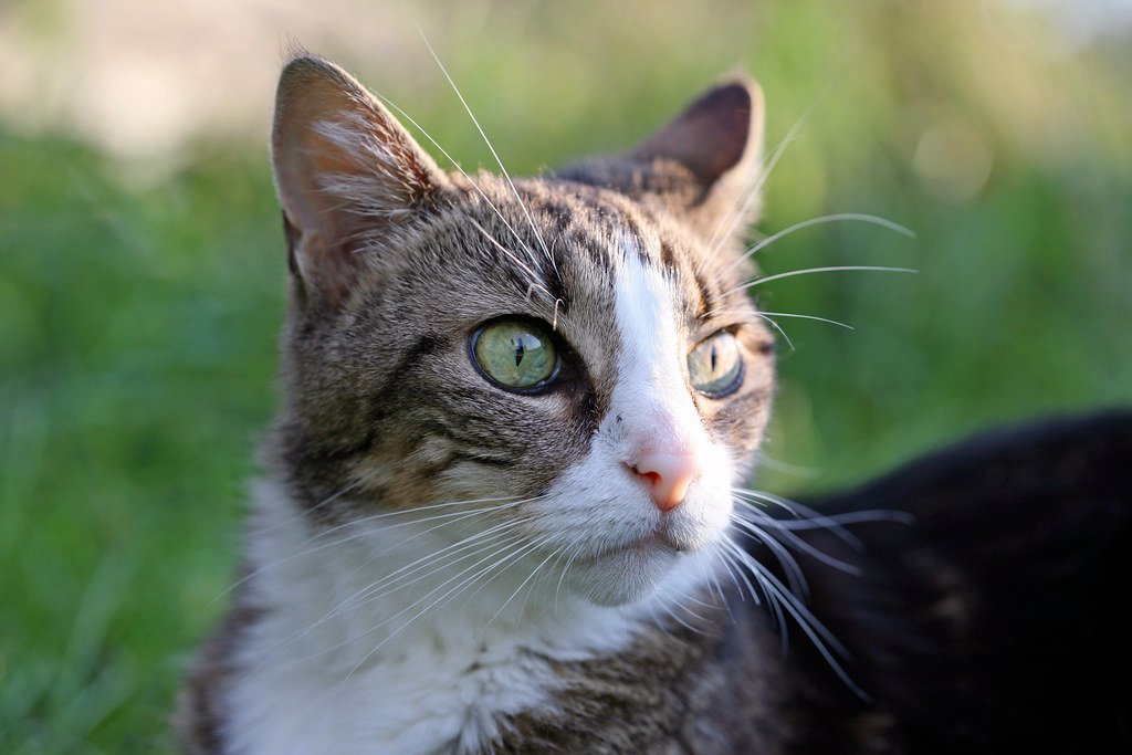 Abyssinian: The Active Explorer That Treats You Like Pack Leader (image credits: flickr)