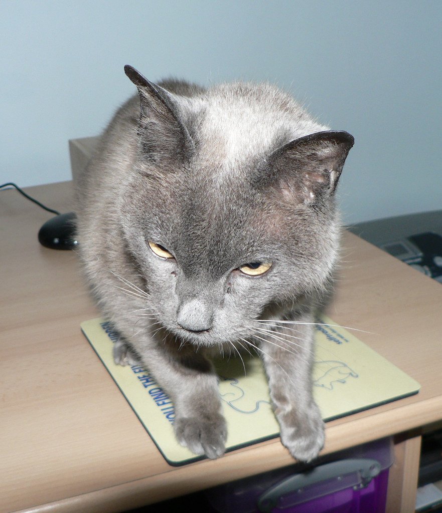 Burmese: The Velcro Cat That Refuses to Leave Your Lap (image credits: flickr)