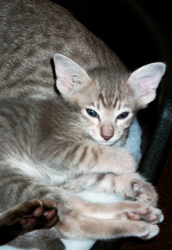 Oriental Shorthair: The Emotional Support Cat That Reads Your Mood (image credits: flickr)
