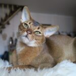 Abyssinian: The Curious Explorer