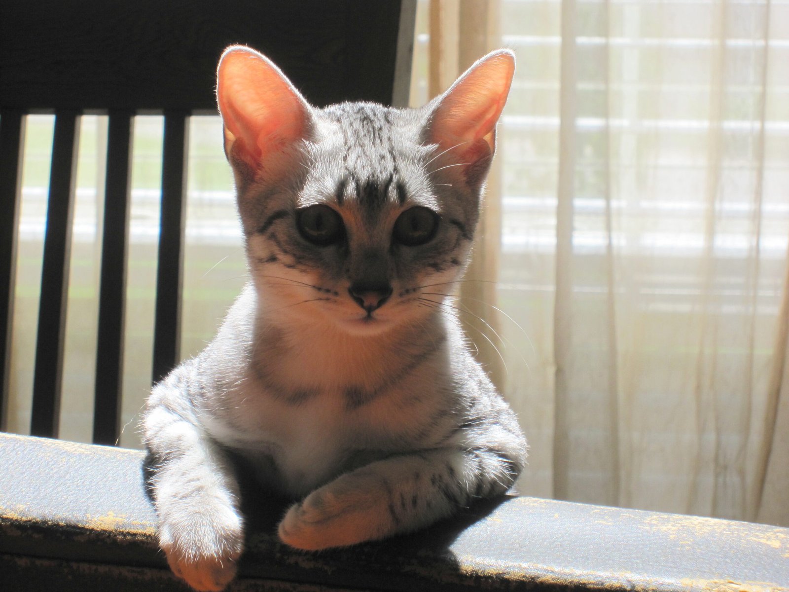 The Egyptian Mau: Living Speed Demons of the Nile (image credits: wikimedia)