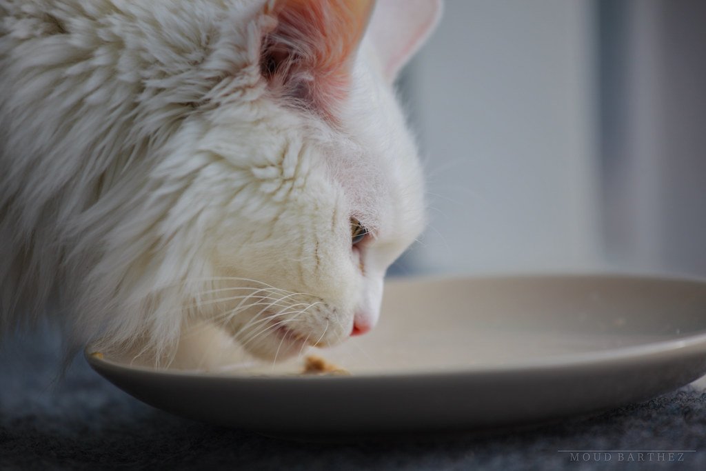 Turkish Angora: The Swimming Cats That Break All Rules (image credits: flickr)