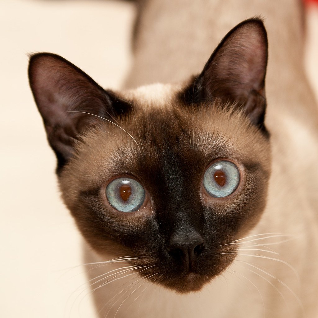 Siamese Cats: The Original Velcro Pets (image credits: flickr)