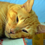 5 Ancient Cat Breeds That May Date Back to the Pharaohs