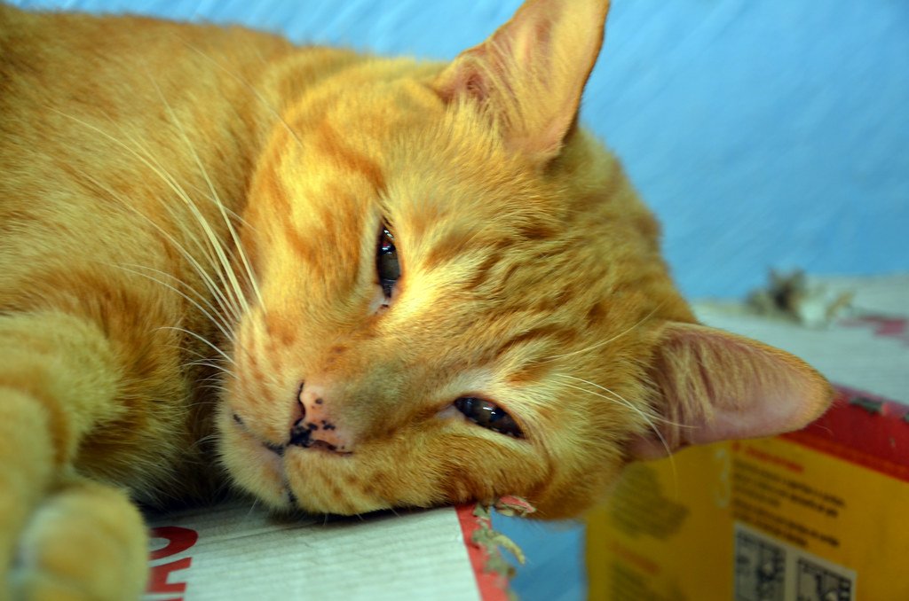 5 Ancient Cat Breeds That May Date Back to the Pharaohs