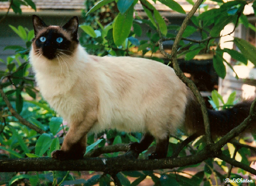 Javanese: The Silky Smooth Companion (image credits: wikimedia)