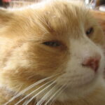 10 Hypoallergenic Cat Breeds That Still Cuddle