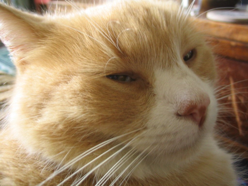 10 Hypoallergenic Cat Breeds That Still Cuddle