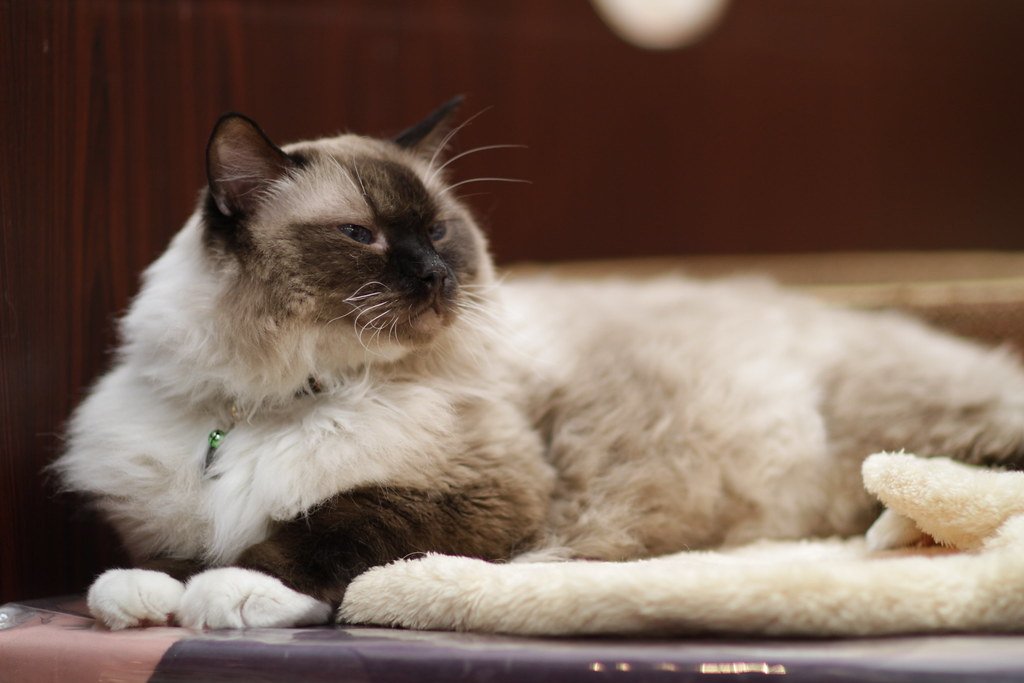 The Fluffiest Coat That Feels Like Silk (image credits: flickr)