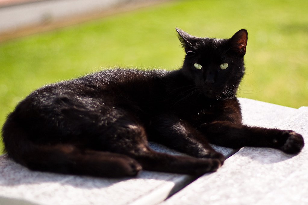 Masters of the Art of Relaxation (image credits: flickr)