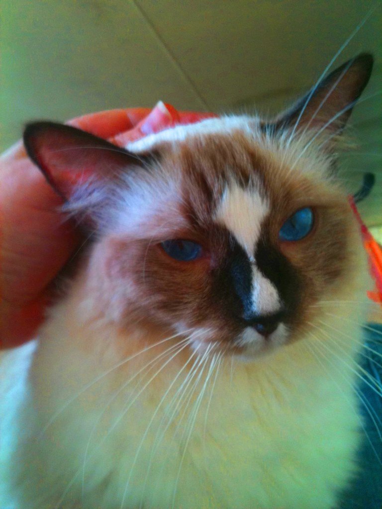 The Lap Cat Supreme (image credits: flickr)