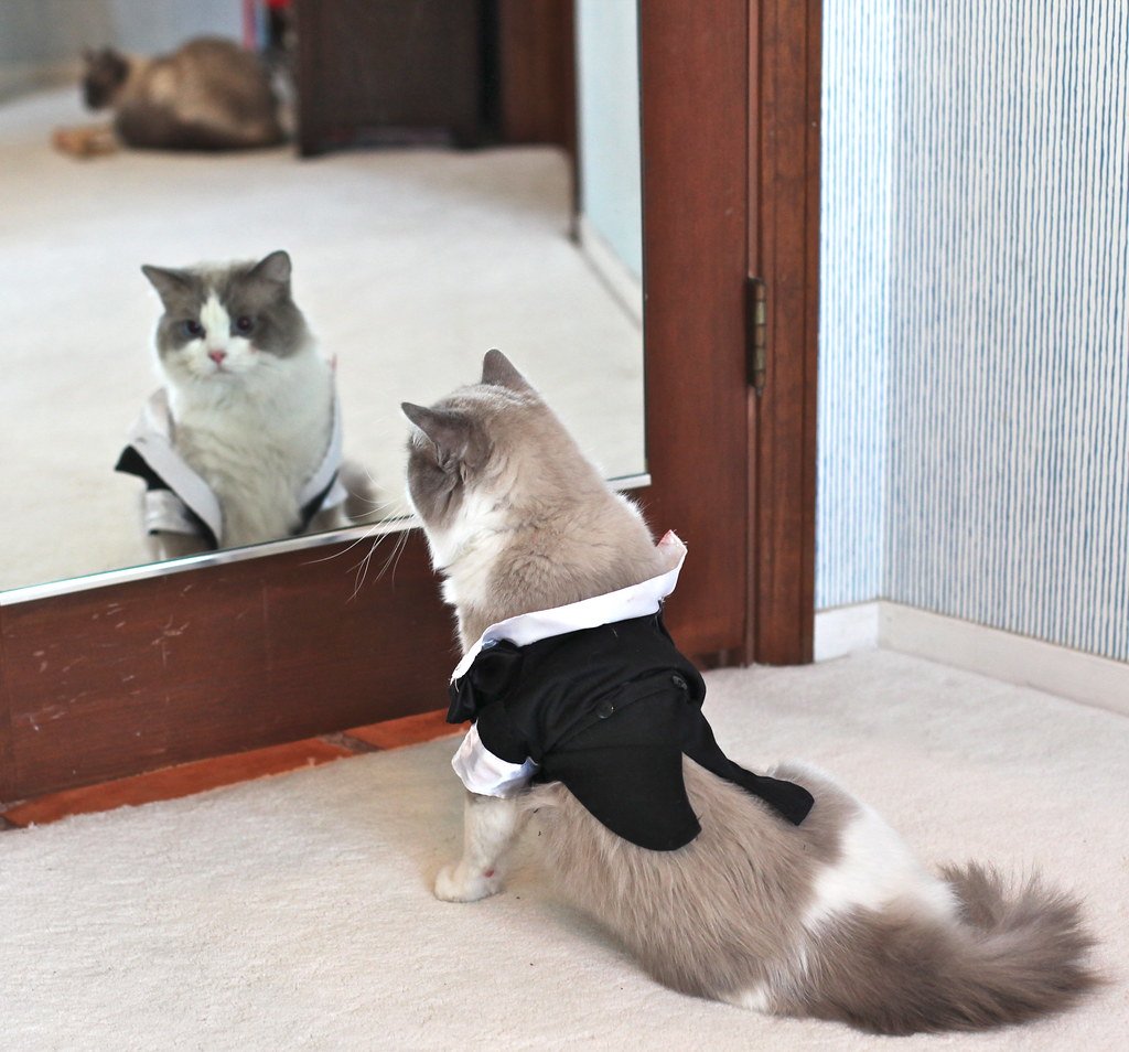 Grooming Needs That Are Surprisingly Manageable (image credits: flickr)