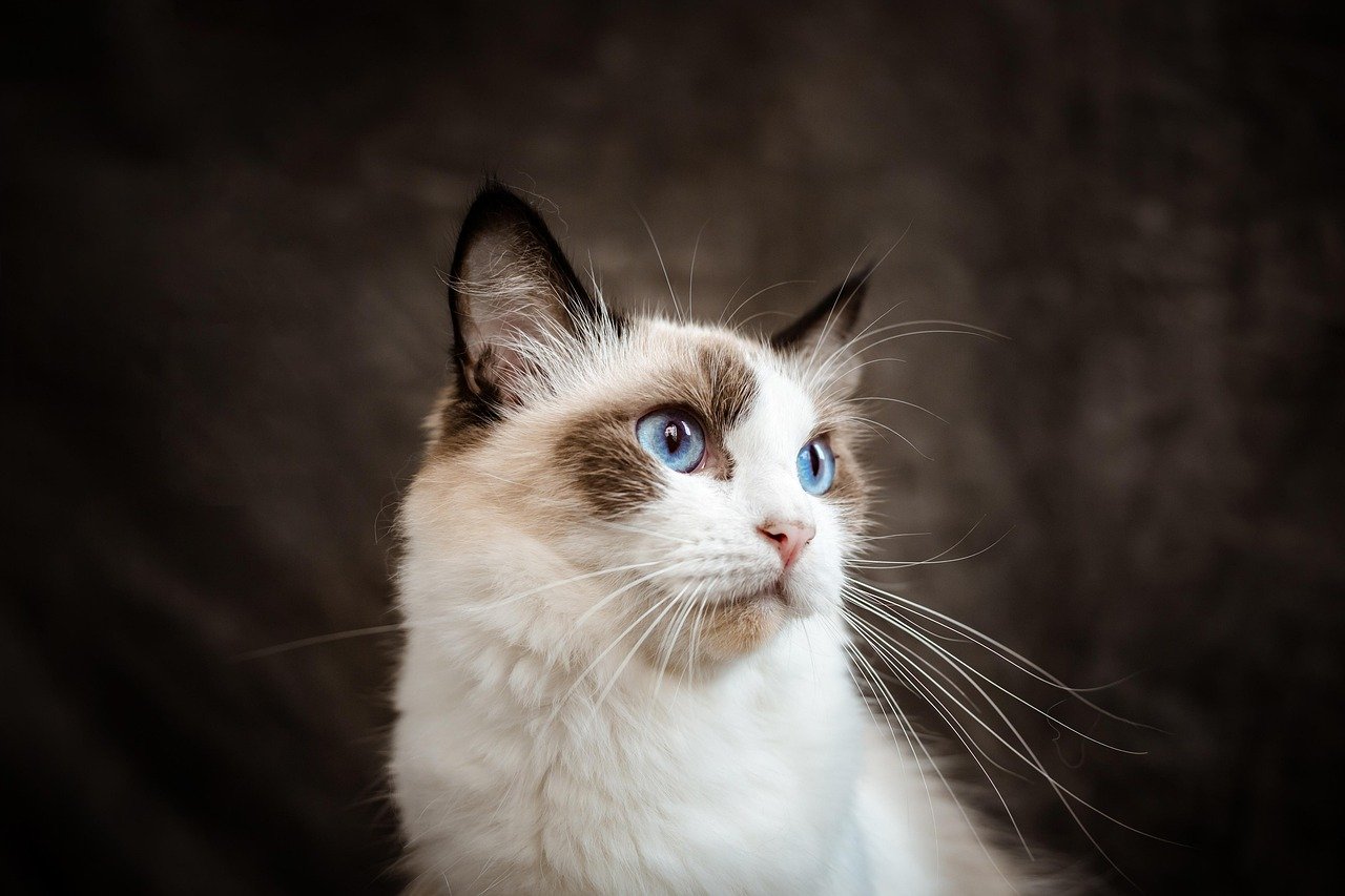 Why Ragdolls Continue to Captivate Hearts (image credits: pixabay)