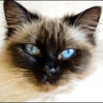 The Ragdoll — Why This Floppy Cat Captivates Families Everywhere