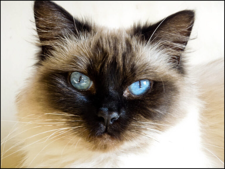 The Ragdoll — Why This Floppy Cat Captivates Families Everywhere