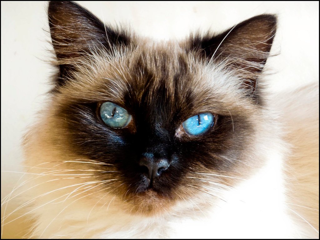 The Ragdoll — Why This Floppy Cat Captivates Families Everywhere